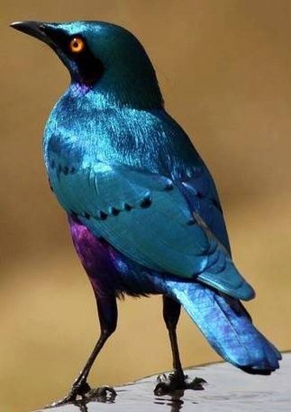 colored birds 3
